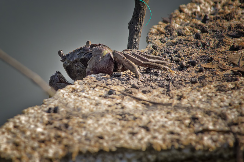 wildlife-fotografi