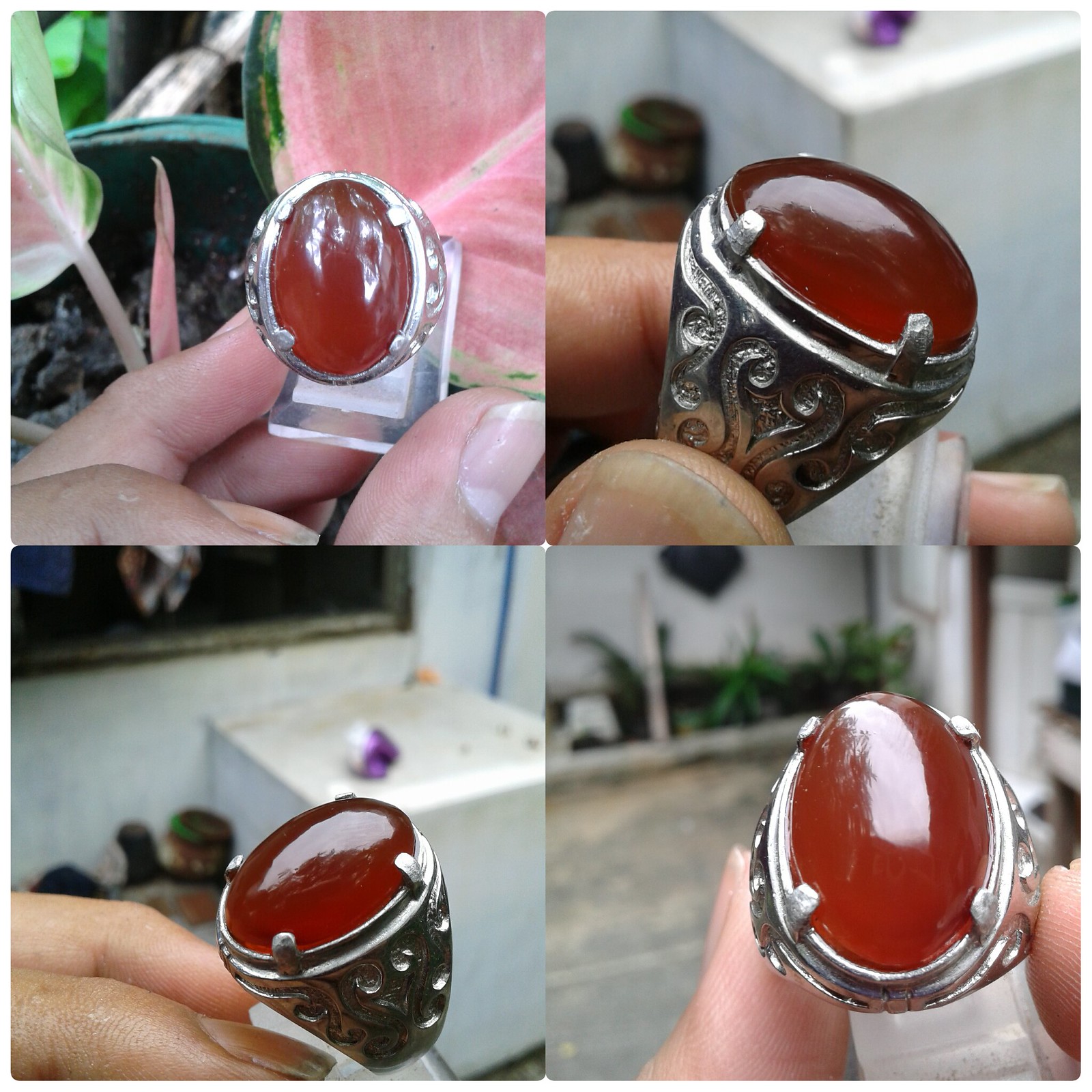 Lelang Tebar Racun (Bacan Gulao,Kalimaya Cikole,)Jilid 2 Close 16 April 2017