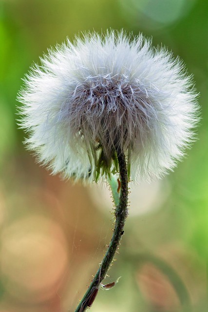 nongkrong-bareng-plants-photography-buat-yang-suka-foto-tetumbuhan
