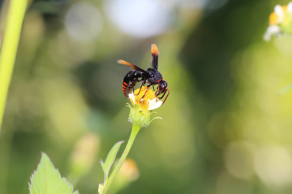 nongkrong-bareng-macro-micro-photography---part-1