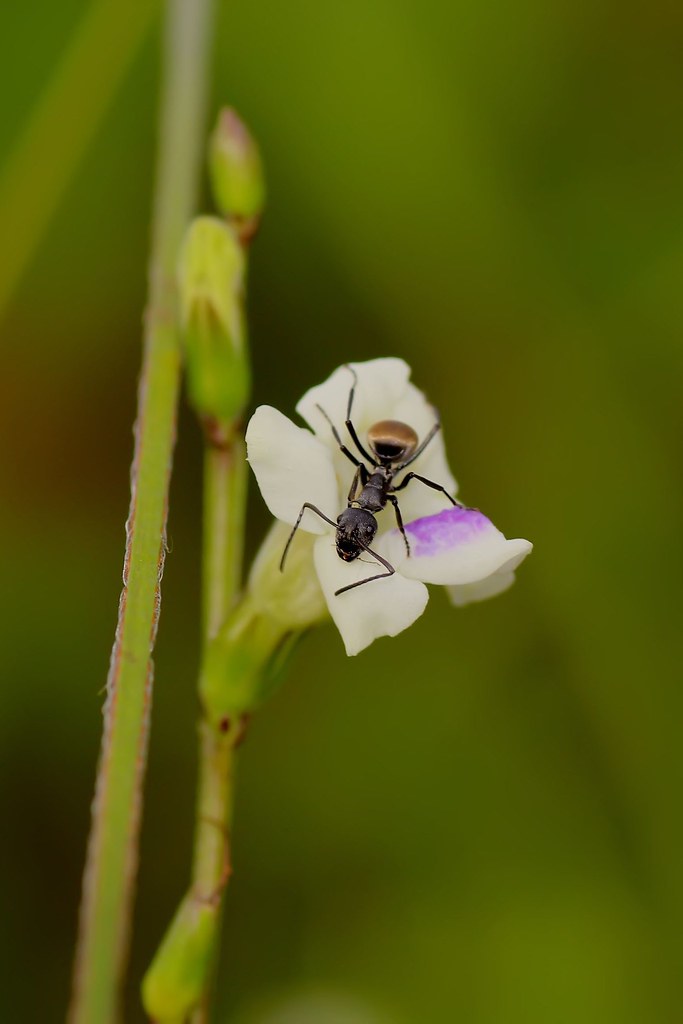 nongkrong-bareng-macro-micro-photography---part-1