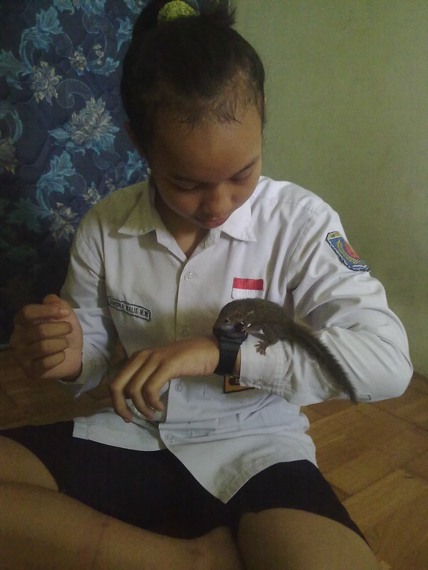 pecinta-tupai-pada-kemana-yak