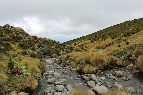 Mt. Kilimanjaro &amp; Mt. Kenya (2014)