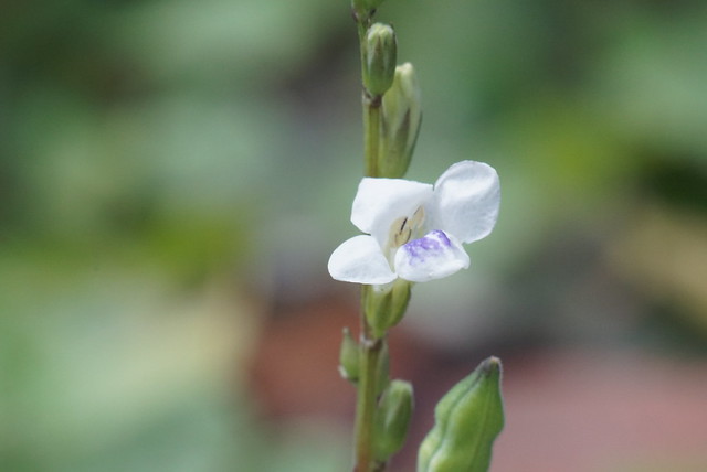 pendopo-sony-alpha---part-5--new----part-1