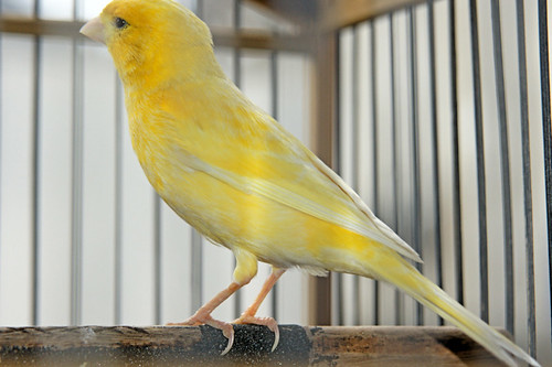 Burung Kenari  Kuning  Polos Bahan Latber BANDUNG liat 