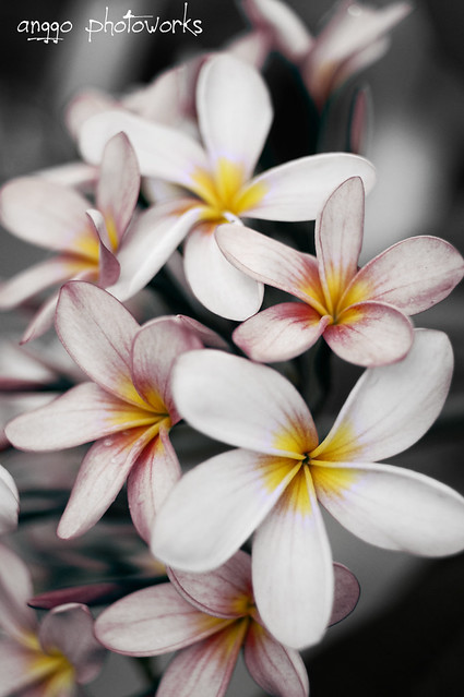 nongkrong-bareng-plants-photography-buat-yang-suka-foto-tetumbuhan