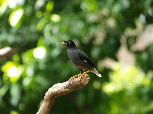 ada-yang-suka-birding