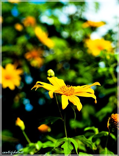 kaskus-image
