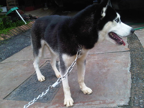 Barter Siberian Husky Dengan Anjing Penjaga Prefer Herder