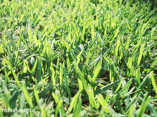 zoysia-japonica-rumput-untuk-stadion-sepakbola
