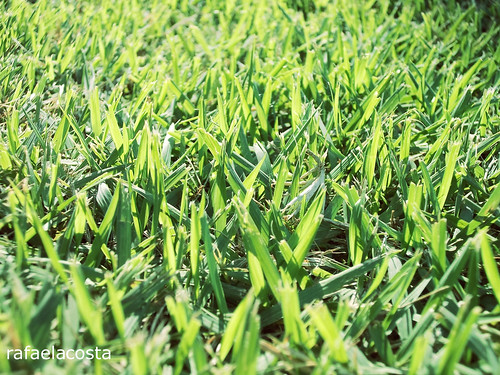 ZOYSIA JAPONICA, RUMPUT UNTUK STADION SEPAKBOLA