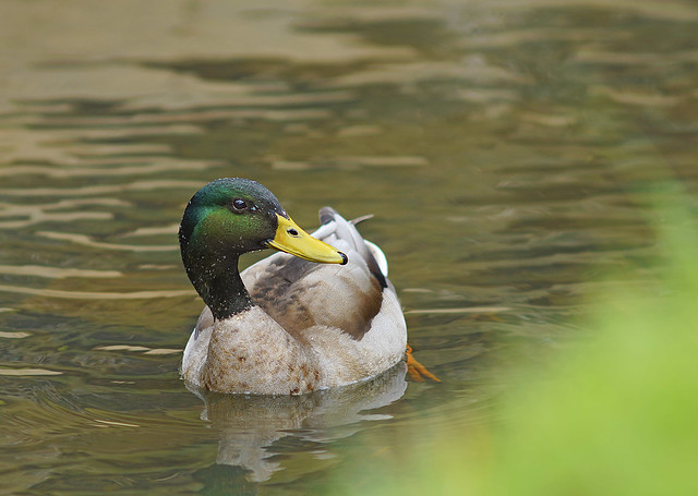 saung-lensa-manual---part-5