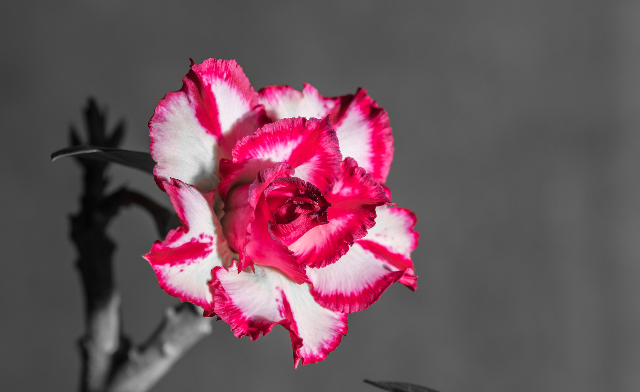 alun-alun-nikonian---part-14