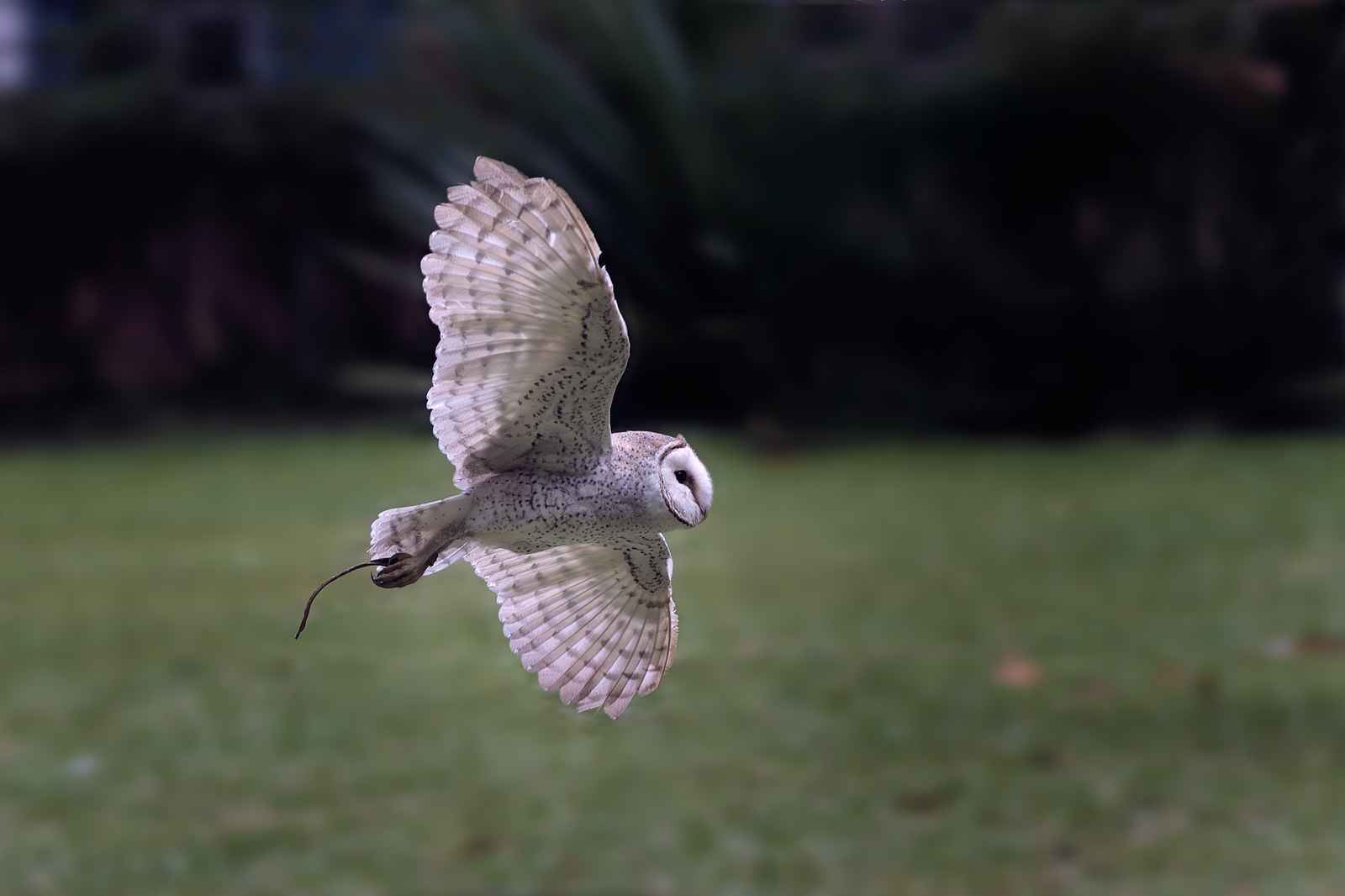 alun-alun-nikonian---part-14