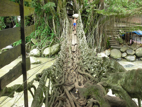 Wah Gak Nyangka Ternyata ada Jembatan Terbuat dari Akar Pohon!