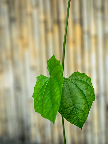 rumah-olympus---part-3