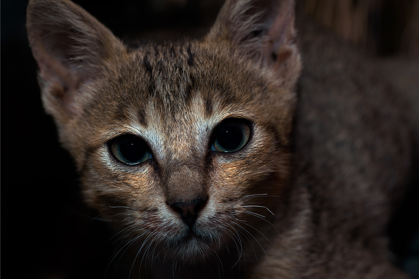 alun-alun-nikonian---part-14