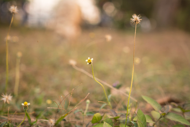 alun-alun-nikonian---part-14