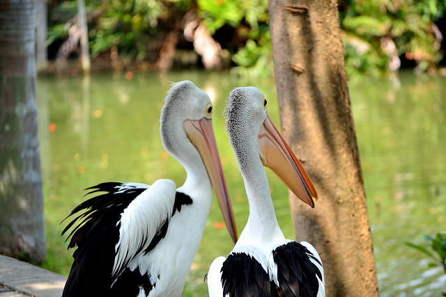 alun-alun-nikonian---part-14