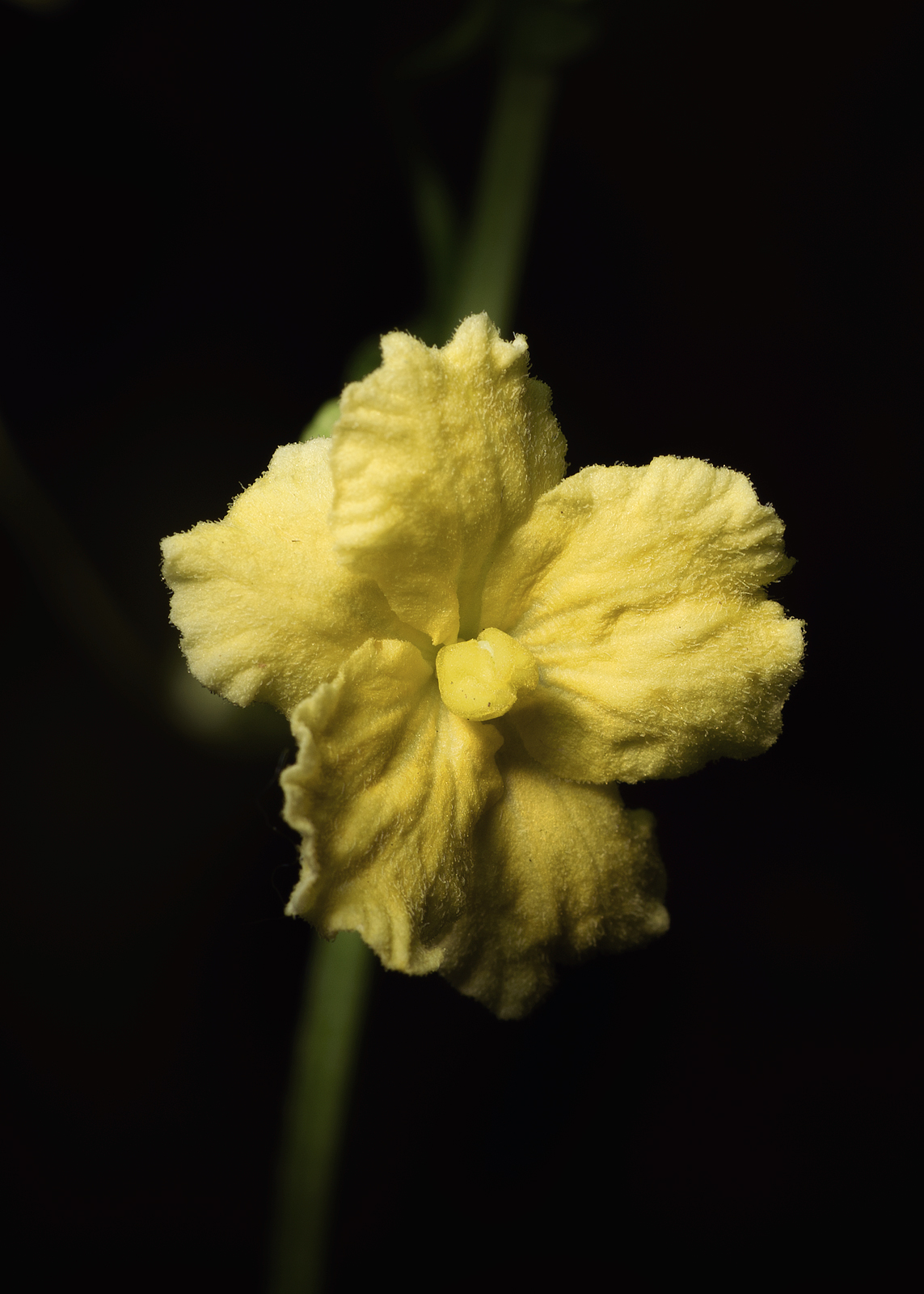 alun-alun-nikonian---part-14