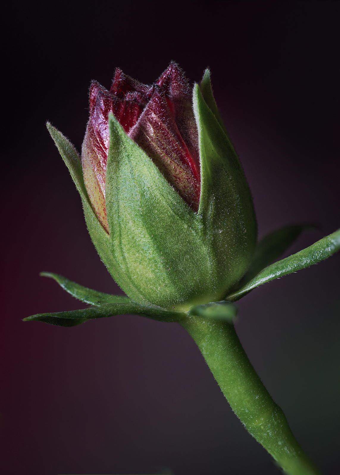 alun-alun-nikonian---part-14