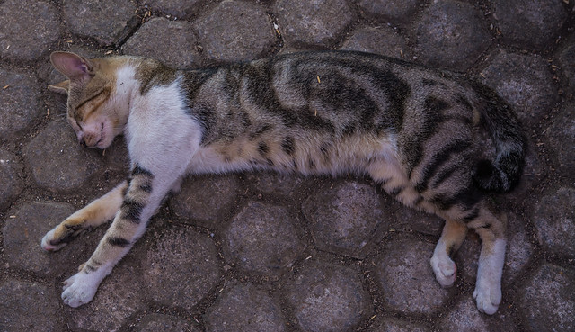 alun-alun-nikonian---part-14