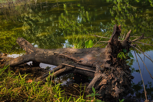 alun-alun-nikonian---part-14