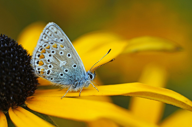 saung-lensa-manual---part-5