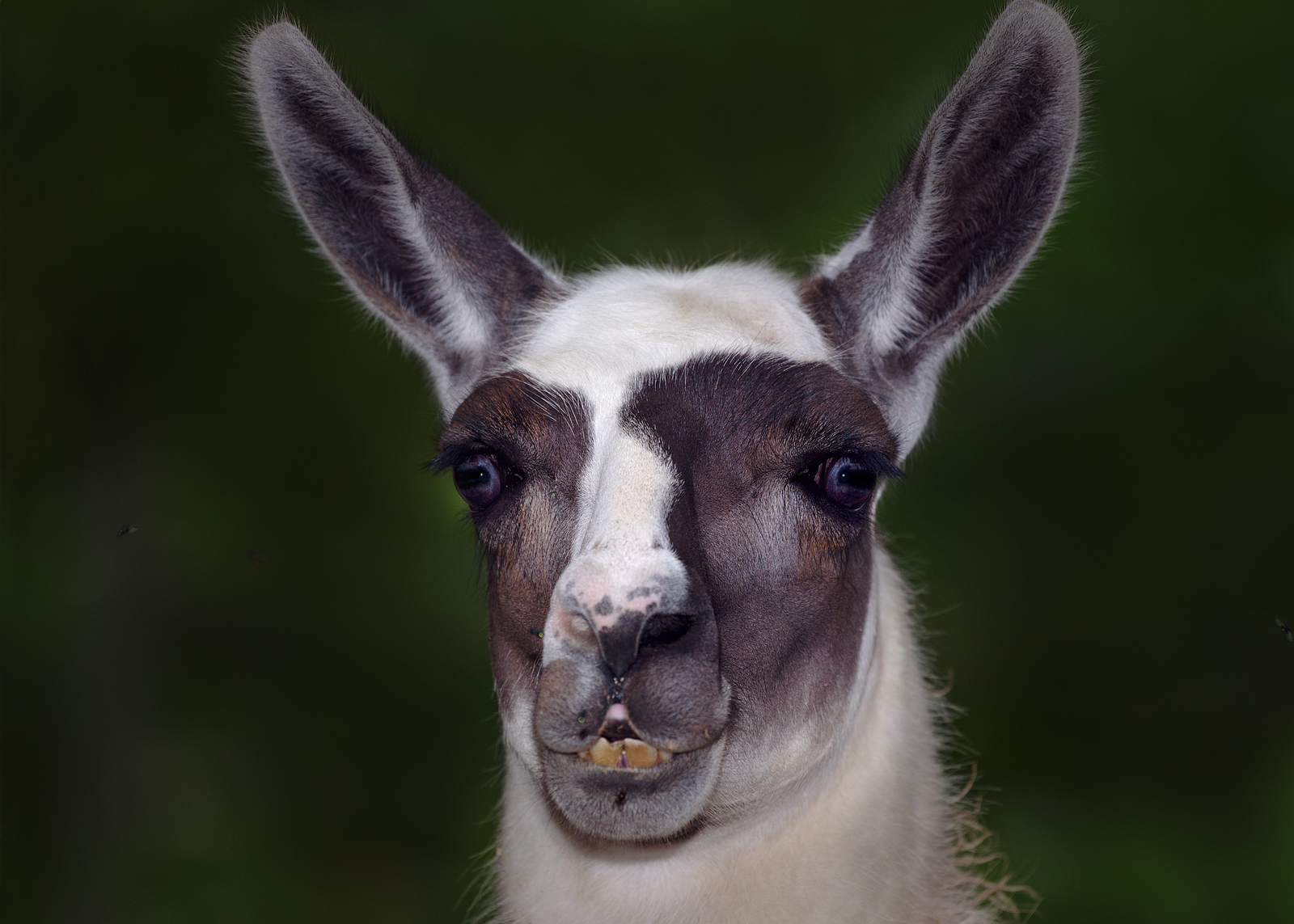 alun-alun-nikonian---part-14