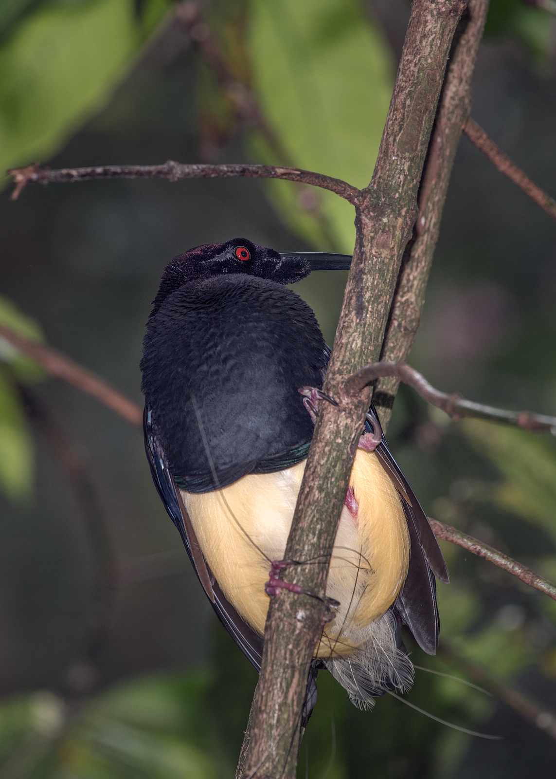 alun-alun-nikonian---part-14