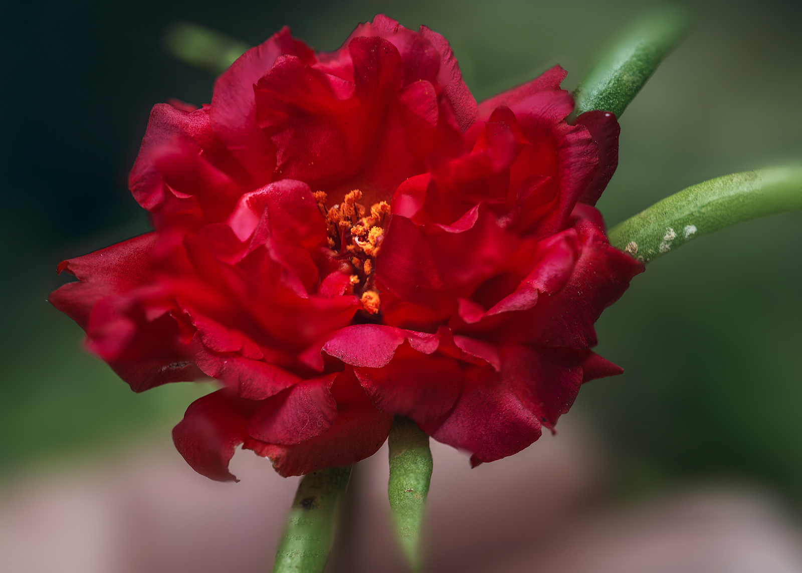 alun-alun-nikonian---part-14