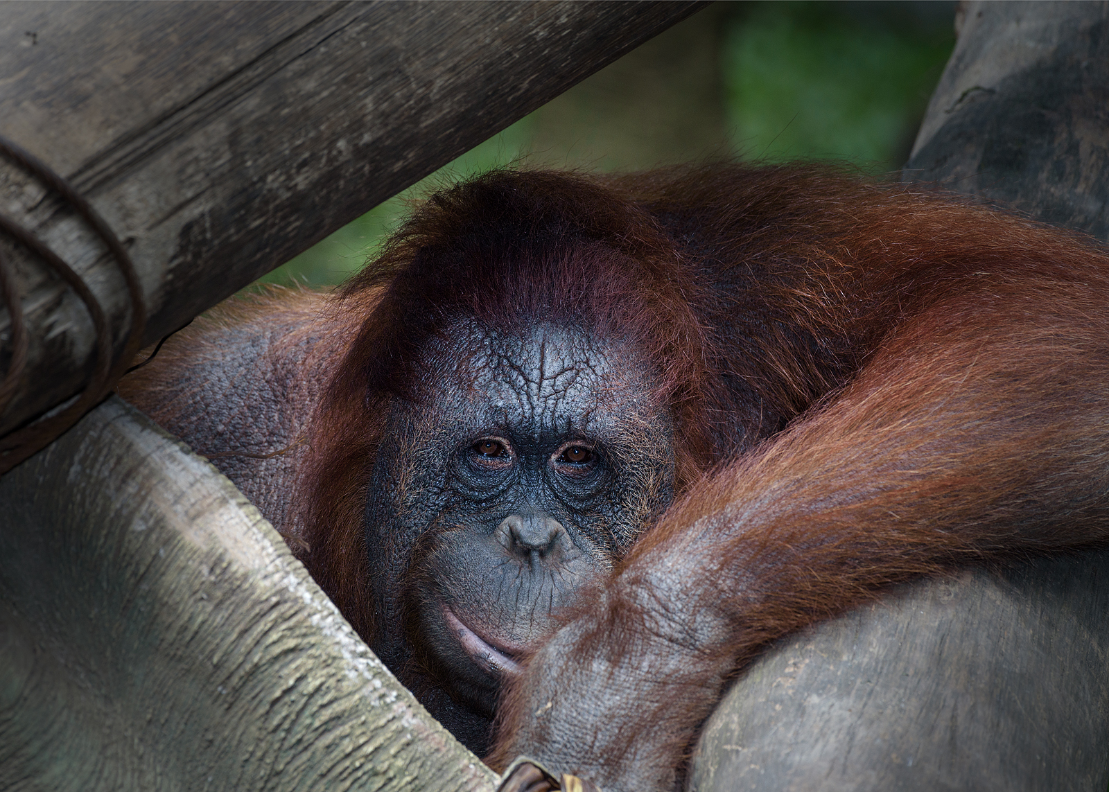 alun-alun-nikonian---part-14