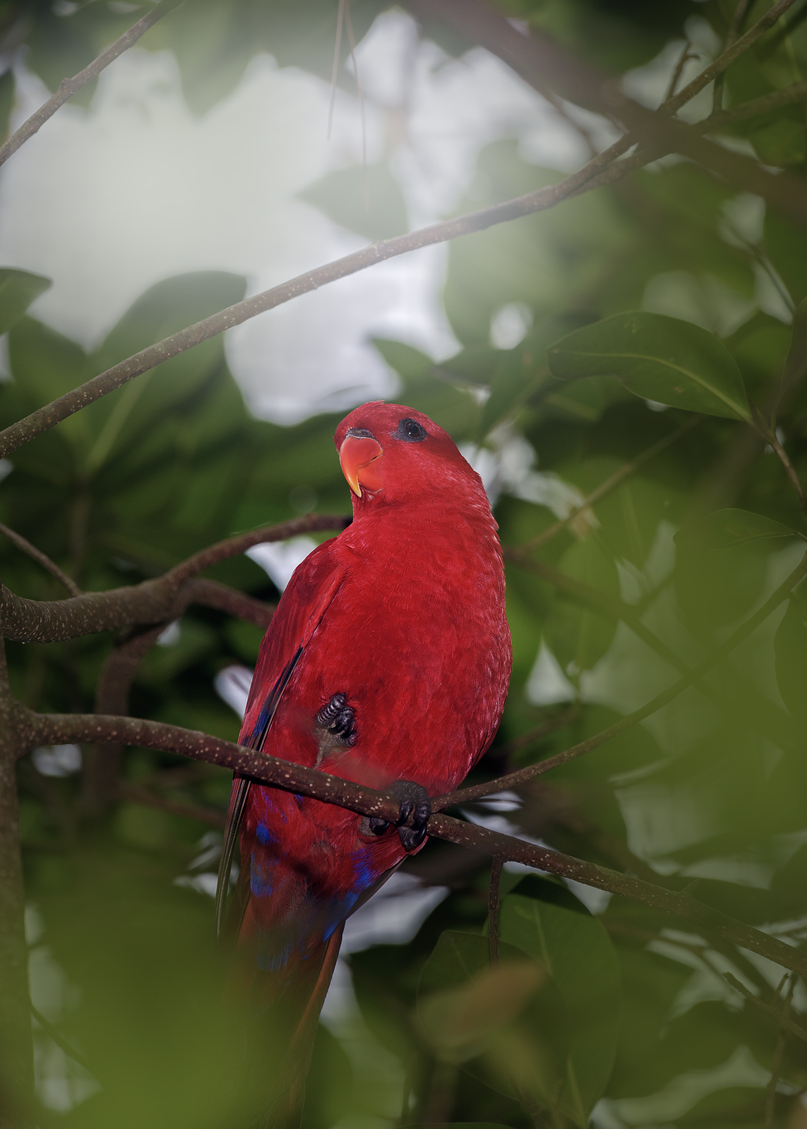 alun-alun-nikonian---part-14