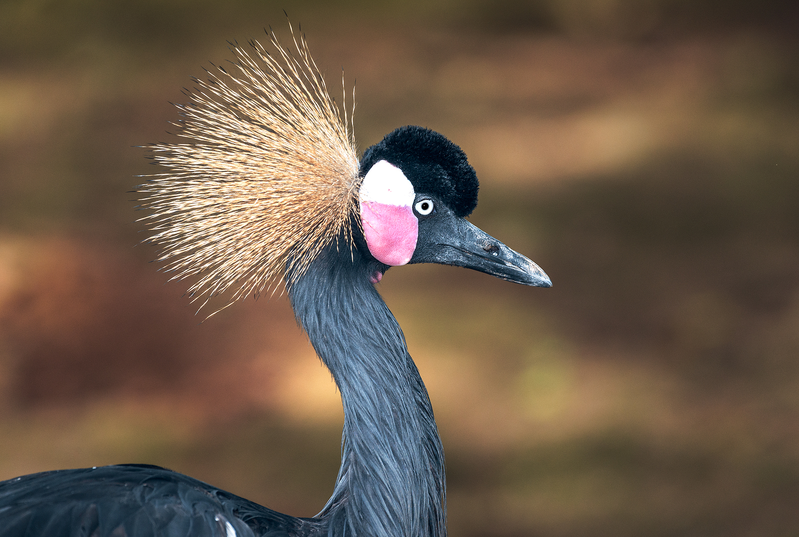 alun-alun-nikonian---part-14