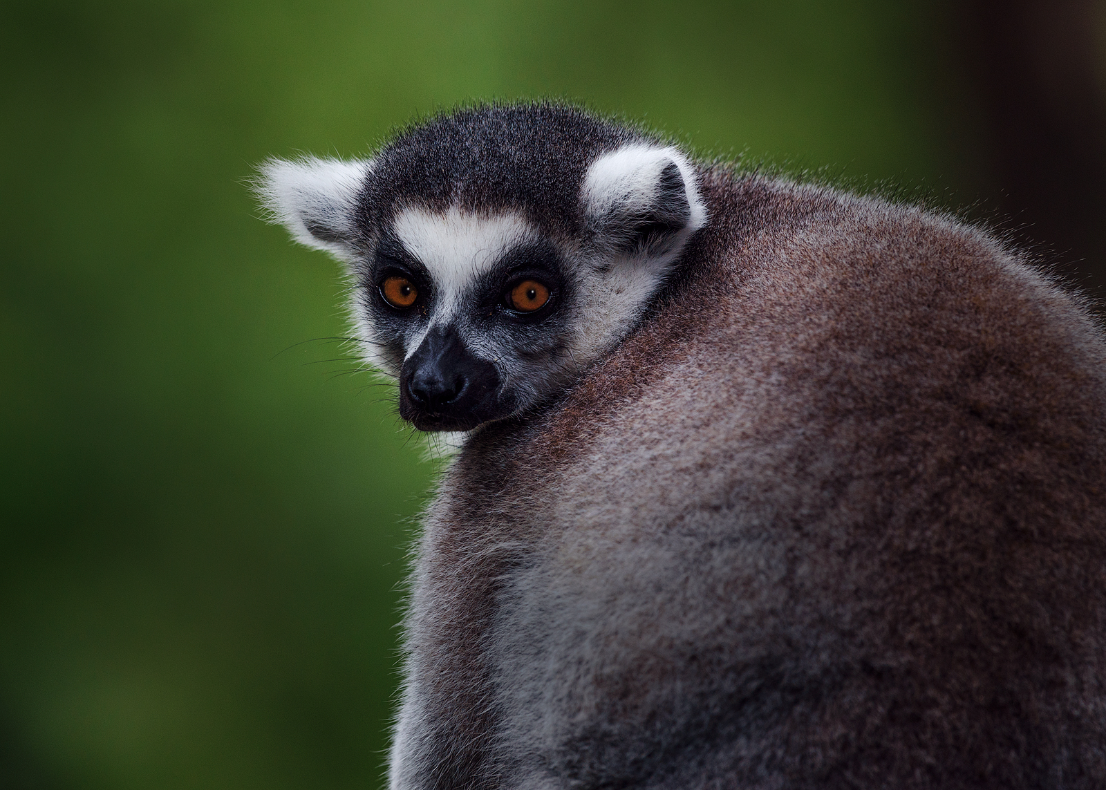 alun-alun-nikonian---part-14