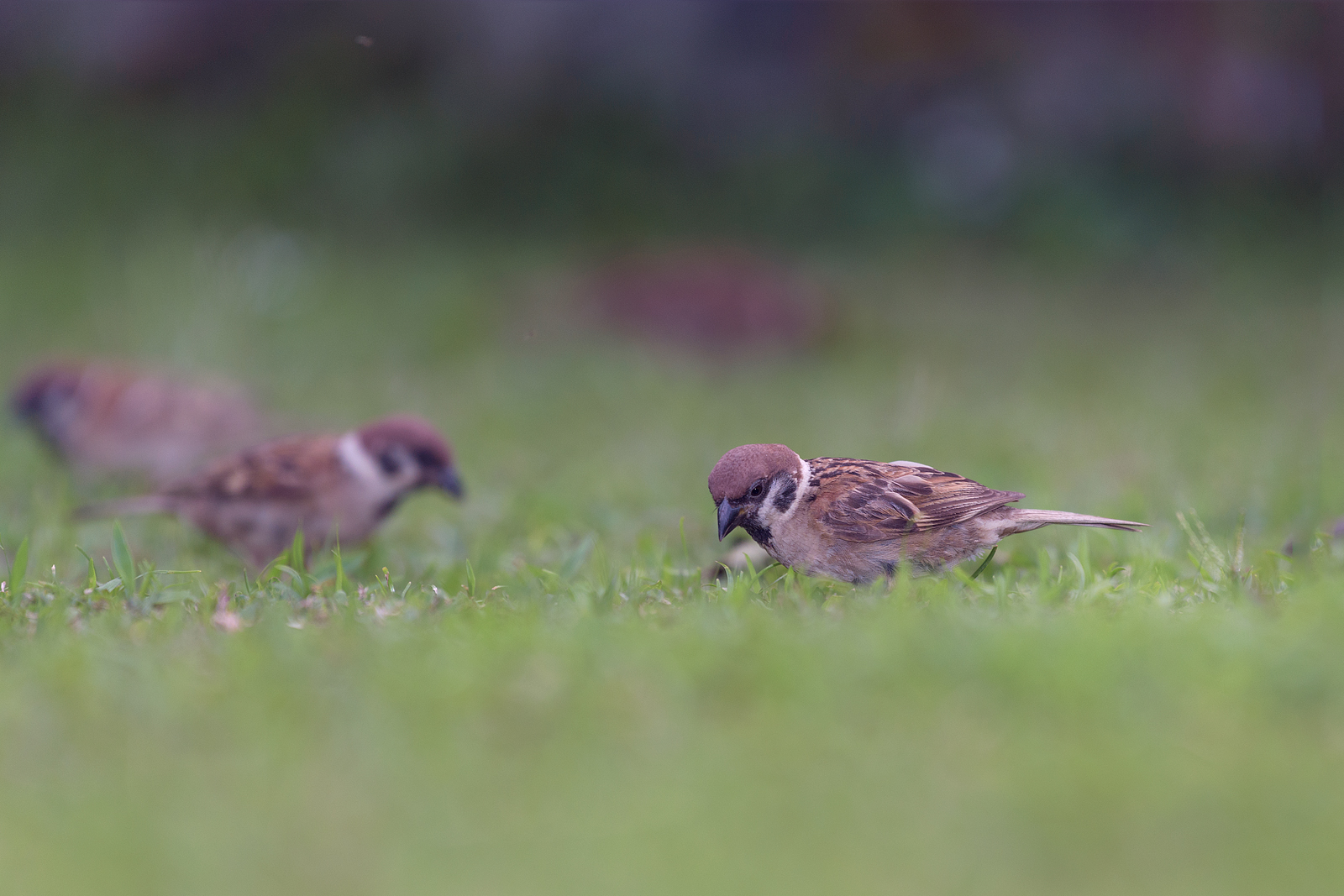 alun-alun-nikonian---part-14