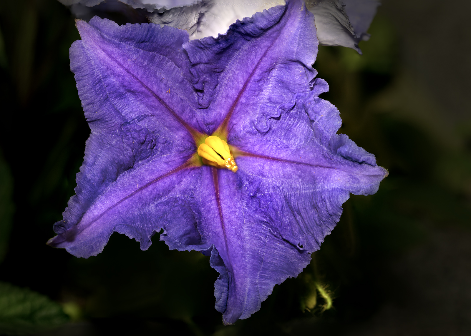 alun-alun-nikonian---part-14