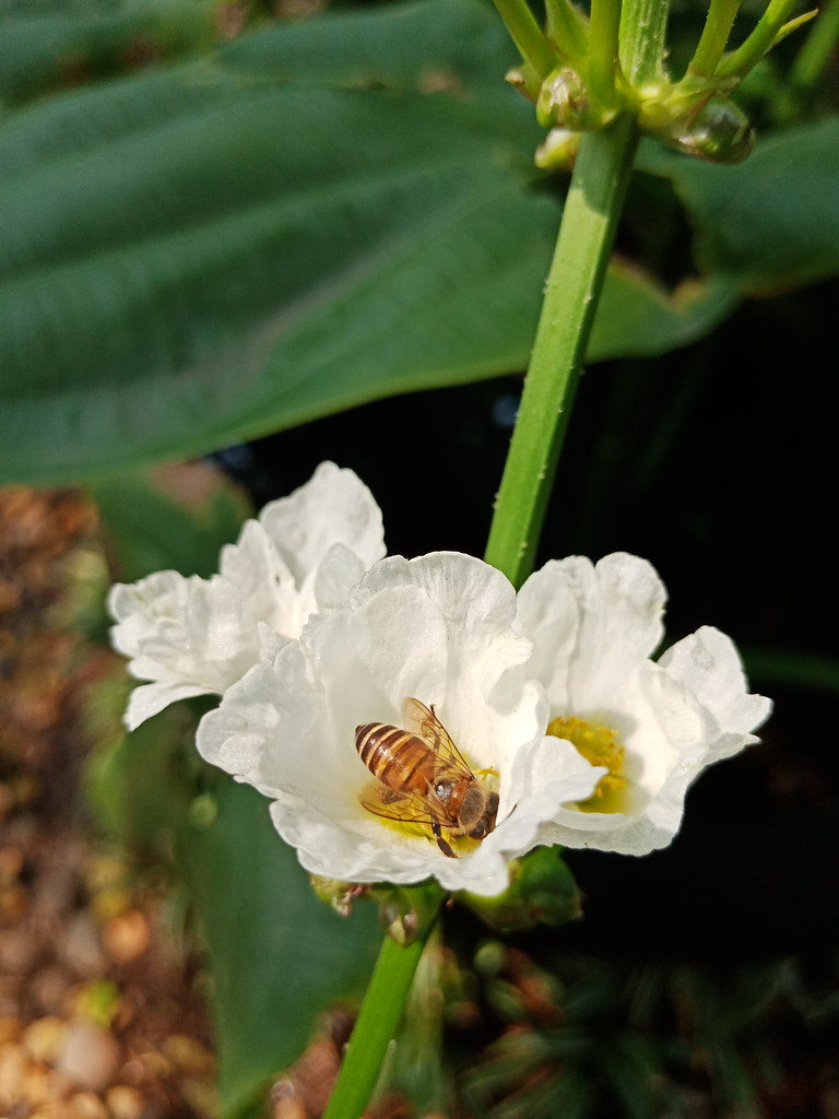 Secanggih Apa Teknologi A.I. di OPPO F5? Simak Ulasan Jujur tentang Kameranya gan!!