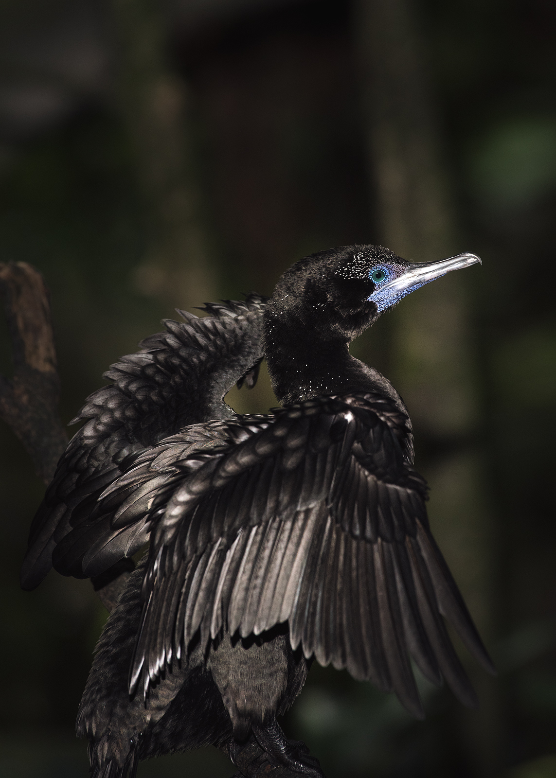 alun-alun-nikonian---part-14