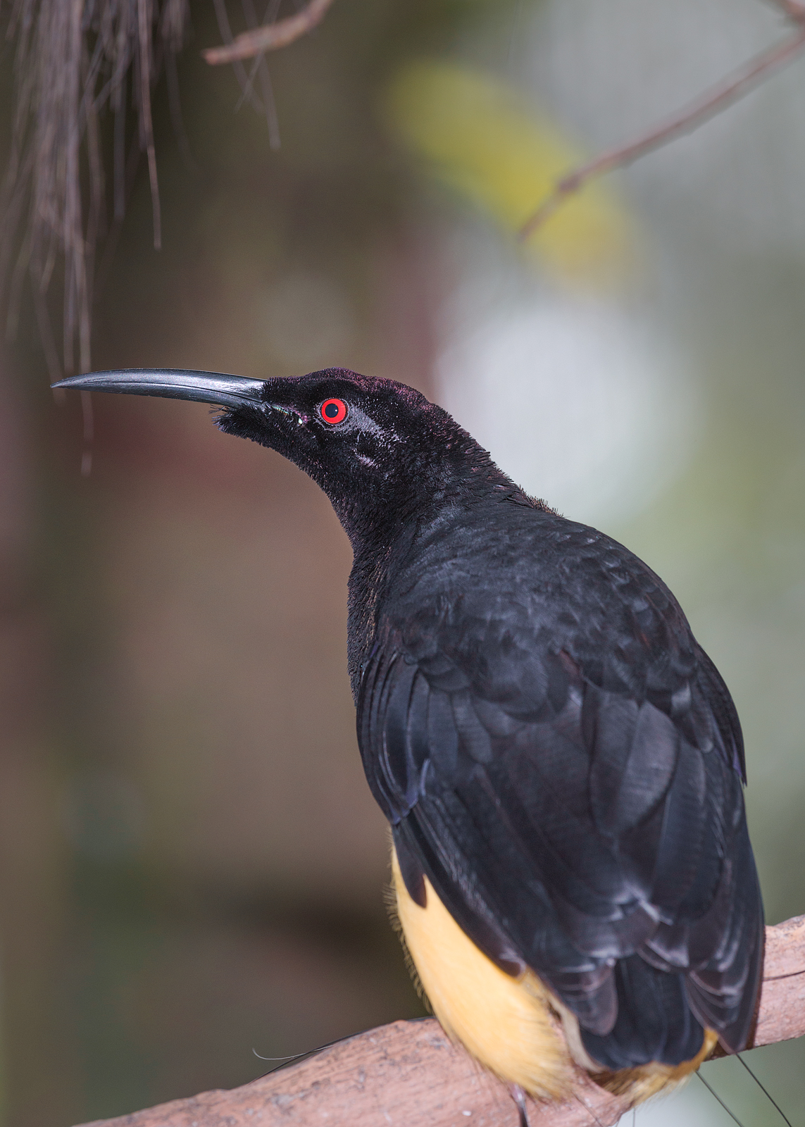 alun-alun-nikonian---part-14