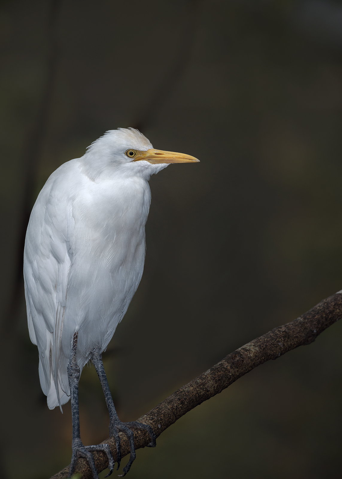 alun-alun-nikonian---part-14