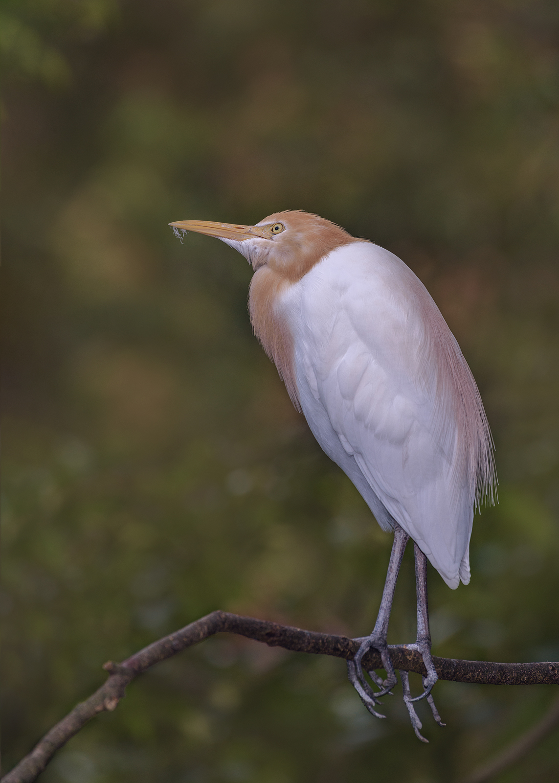 alun-alun-nikonian---part-14