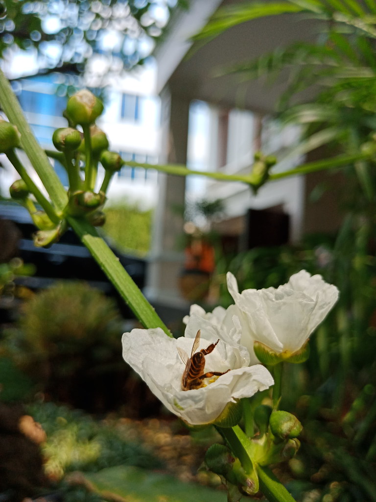 Secanggih Apa Teknologi A.I. di OPPO F5? Simak Ulasan Jujur tentang Kameranya gan!!