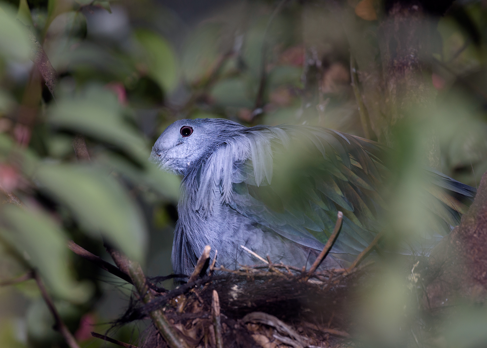 alun-alun-nikonian---part-14