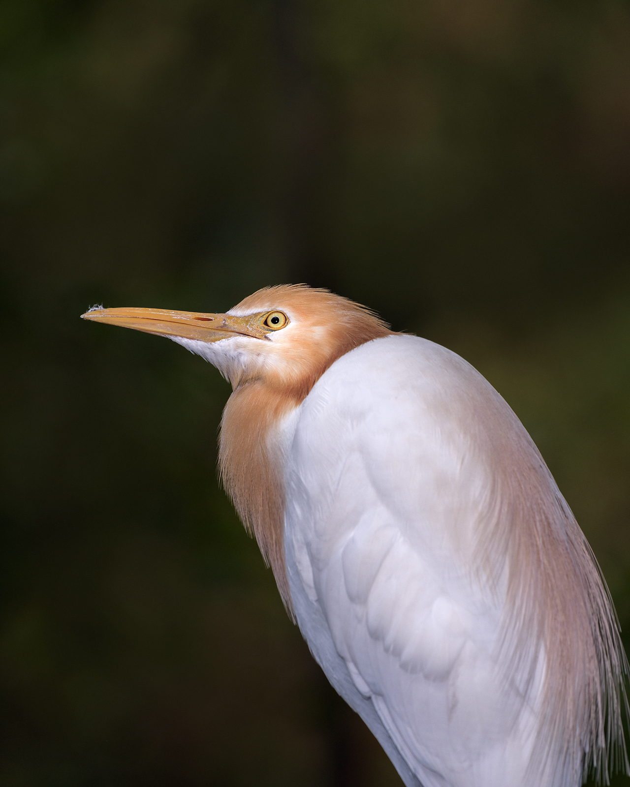 alun-alun-nikonian---part-14