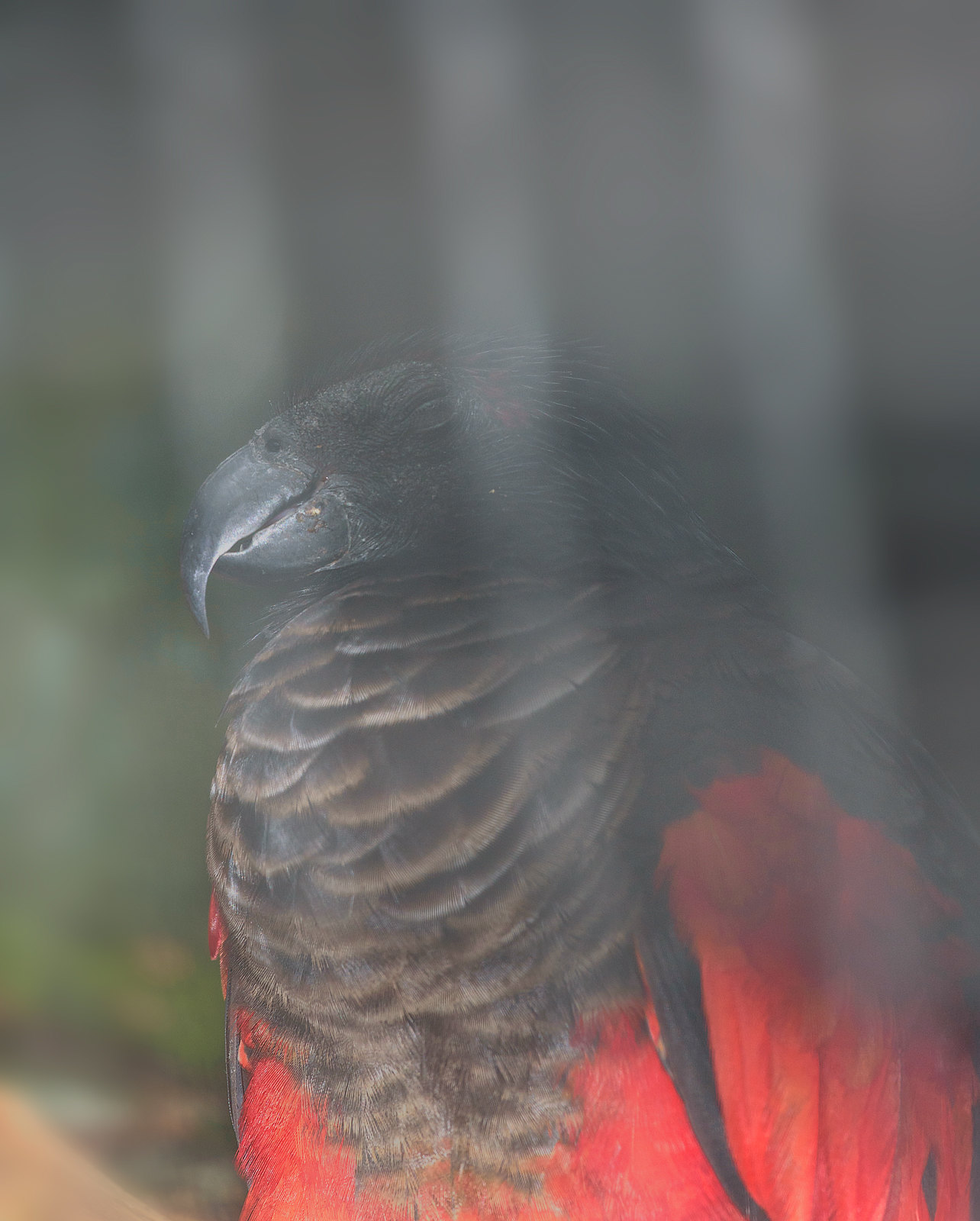 alun-alun-nikonian---part-14