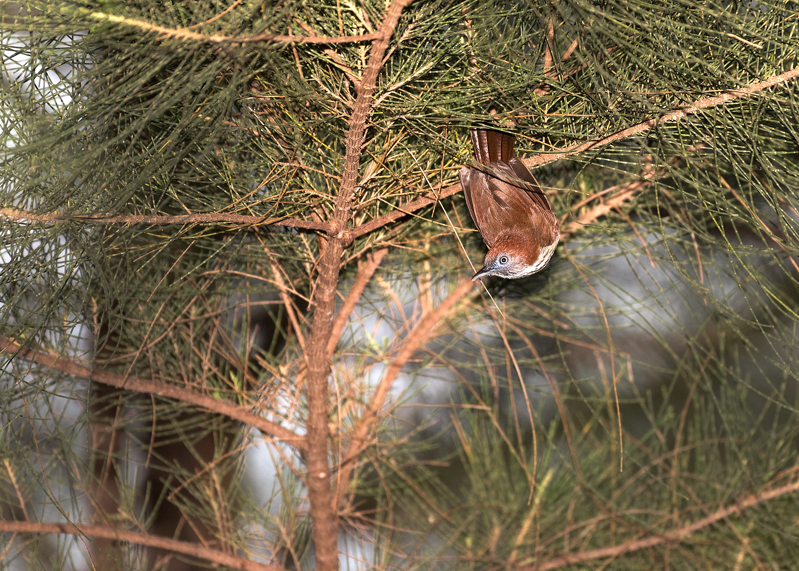 alun-alun-nikonian---part-14