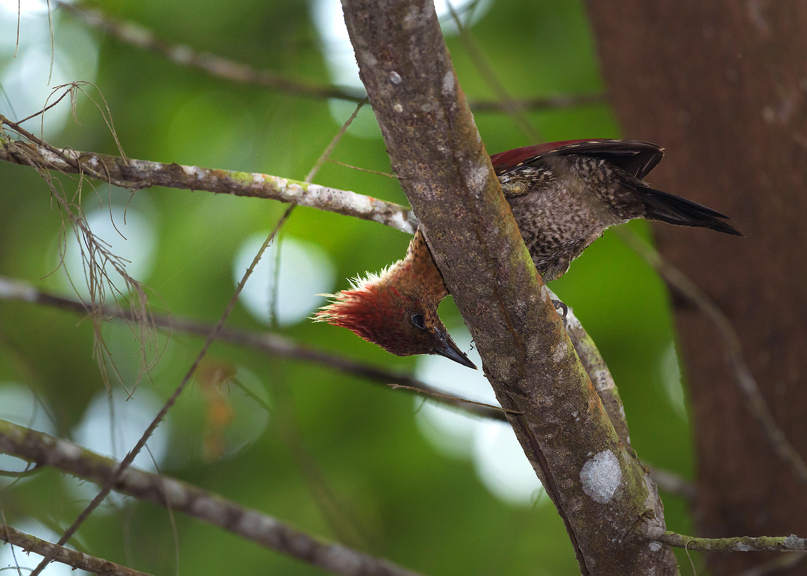 alun-alun-nikonian---part-14