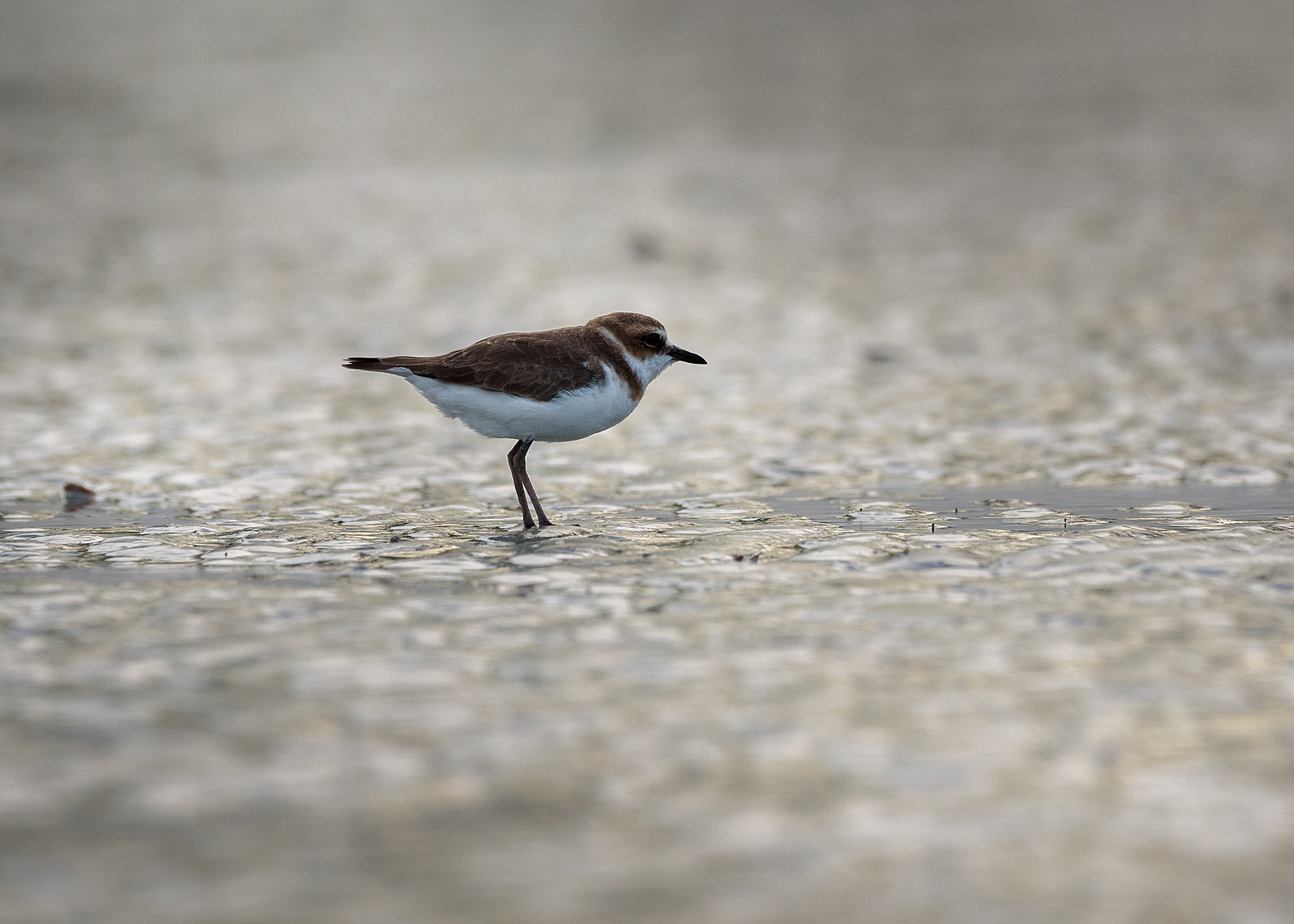 alun-alun-nikonian---part-14