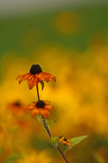 saung-lensa-manual---part-5